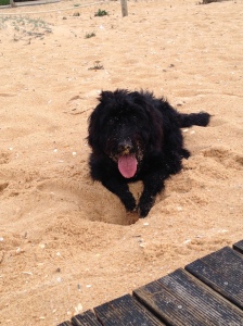 I love digging on the beach!